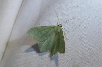 Hemithea aestivaria