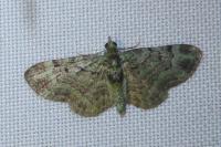 Pasiphila rectangulata