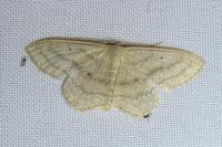 Scopula nigropunctata