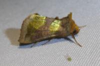 Diachrysia chrysitis