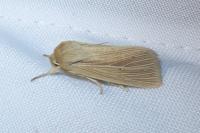 Mythimna impura