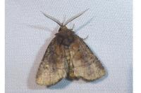 Rusina ferruginea
