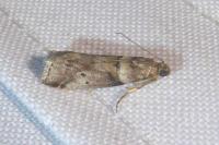 Acrobasis consociella