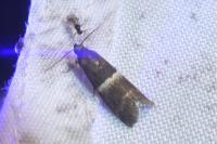 Elegia similella