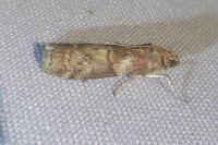 Phycita roborella