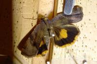 Noctua janthina