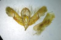 Acronicta psi