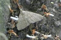 Herminia tarsipennalis