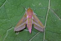 Deilephila elpenor