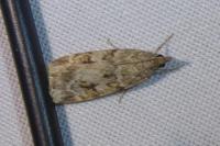 Scoparia