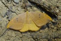 Watsonalla binaria