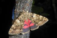 Catocala promissa