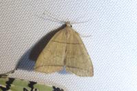 Herminia grisealis