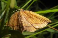 Epione repandaria