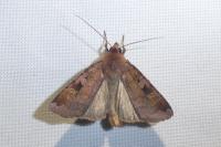 Diarsia brunnea