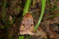 Diarsia brunnea