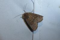 Hoplodrina octogenaria