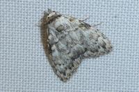 Meganola strigula
