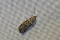 Acrobasis consociella