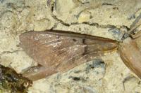 Macroglossum stellatarum
