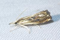Catoptria verellus