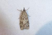 Eudonia lacustrata