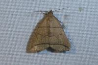 Herminia grisealis