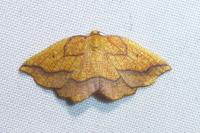 Epione repandaria