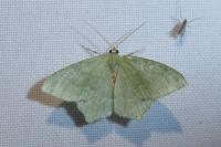 Hemithea aestivaria