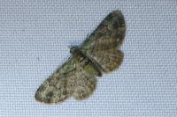 Pasiphila rectangulata