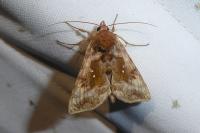 Autographa jota