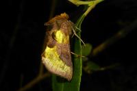Diachrysia chrysitis