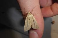 Mythimna impura