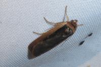 Ochropleura leucogaster