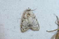 Meganola strigula