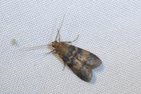 Euzophera pinguis