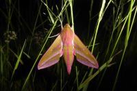 Deilephila elpenor