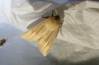 Mythimna straminea