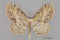 Idaea dimidiata