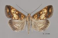 Evergestis politalis