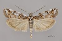 Pempelia compositella