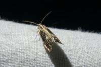 Catoptria verellus