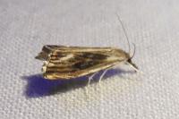 Catoptria verellus