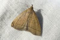 Herminia tarsipennalis