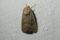 Hoplodrina blanda