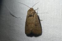 Hoplodrina octogenaria