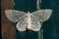 Asthena albulata
