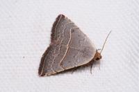 Eublemma polygramma