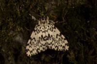 Lymantria monacha