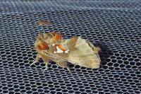 Spatalia argentina